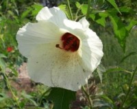 hibiscus aculeatus 8-11a.jpg
